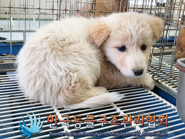 한국동물구조관리협회_441414202300758